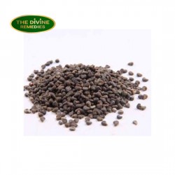 Indian Mallow Abutilon Indicum Seeds 